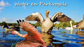 Natuur - water en parkvogels