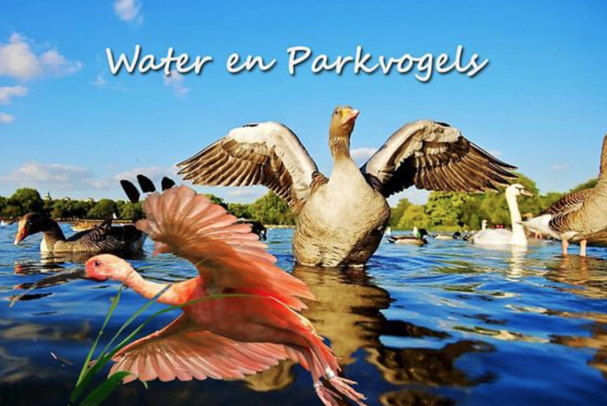 Natuur – water en parkvogels