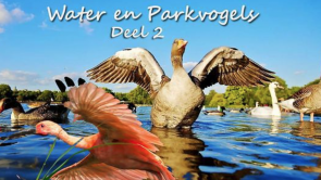 Natuur - water en parkvogels deel 2