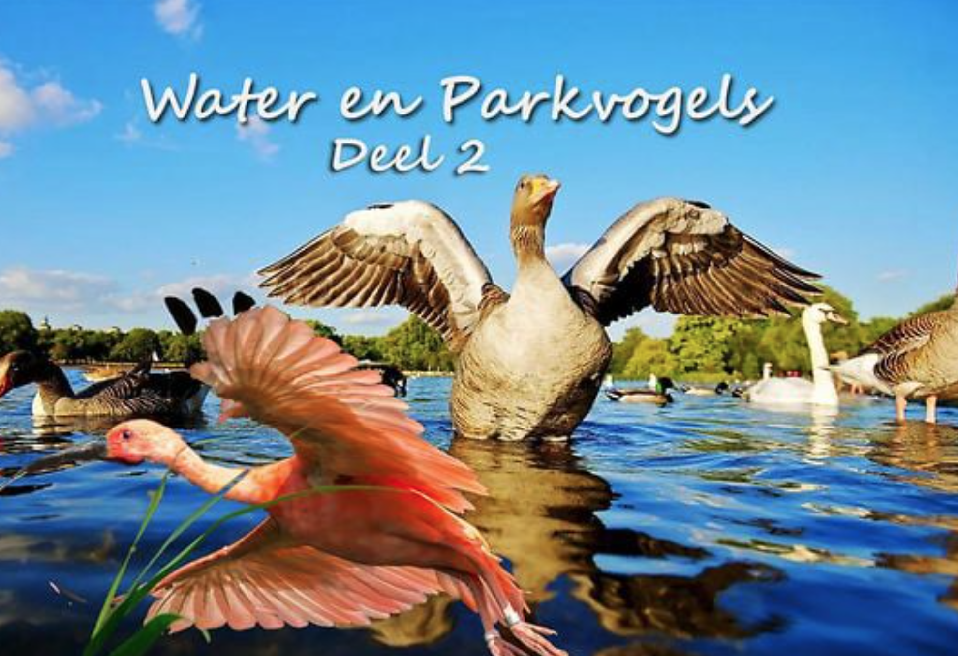 Natuur – water en parkvogels deel 2